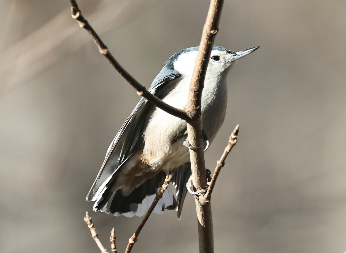 White-breasted Nuthatch - ML646417835