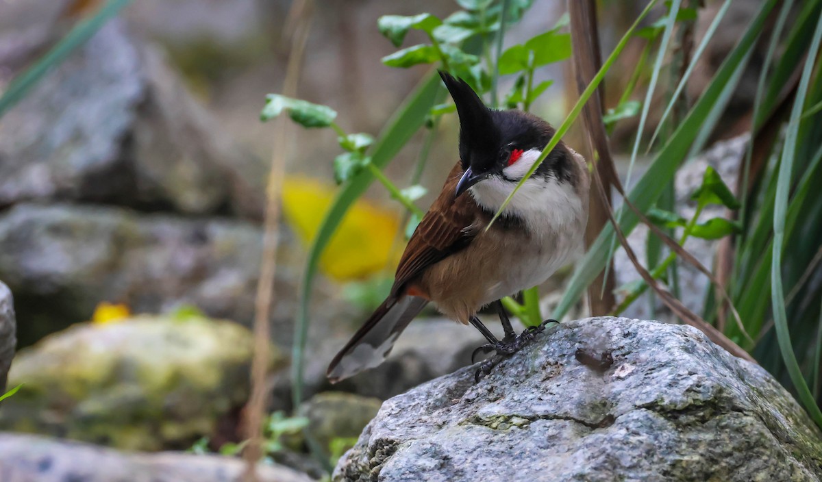 紅耳鵯 - ML646417836