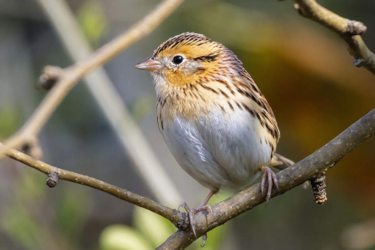 LeConte's Sparrow - ML646417837
