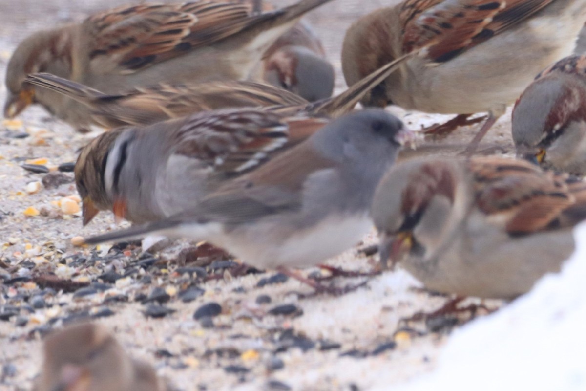 Dark-eyed Junco - ML646417840