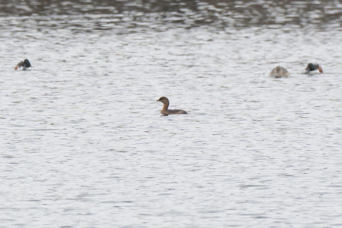 Pied-billed Grebe - ML646417841