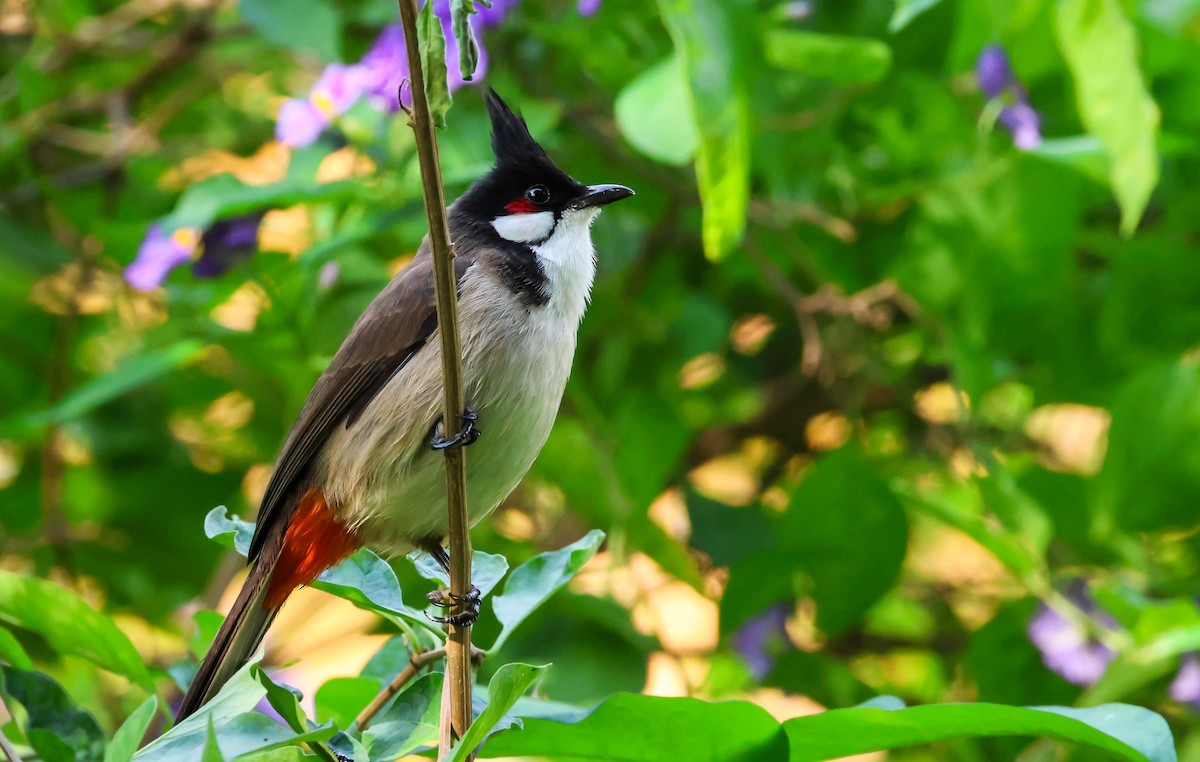 紅耳鵯 - ML646417842