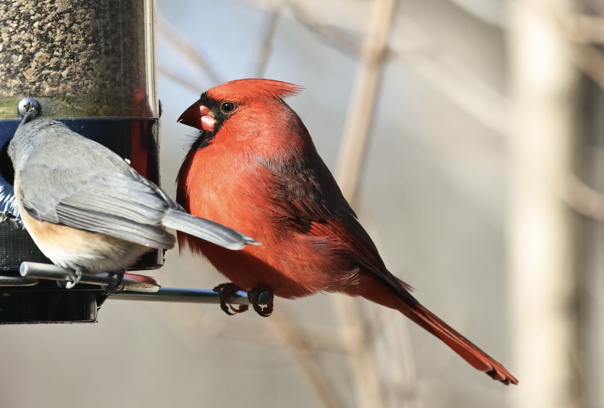 Northern Cardinal - ML646417844
