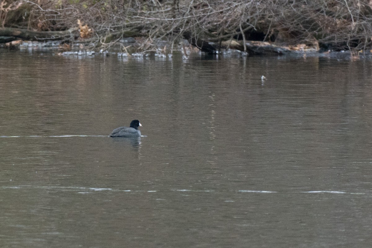 American Coot - ML646417848