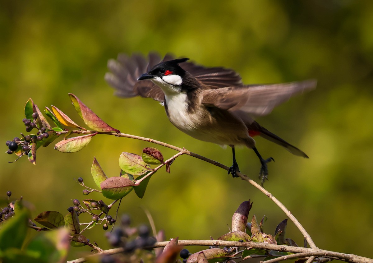 紅耳鵯 - ML646417849