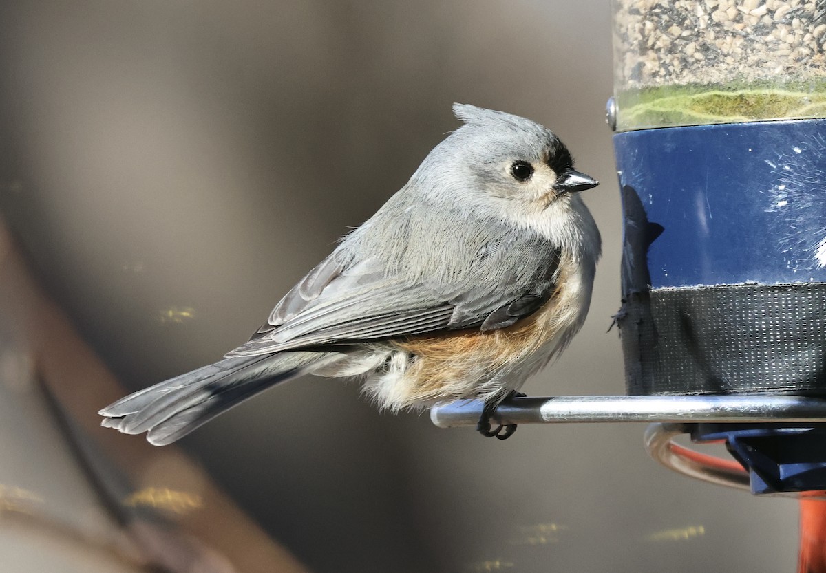 Tufted Titmouse - ML646417854