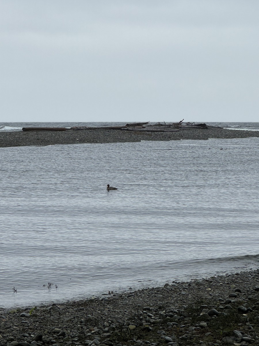 Большой крохаль - ML646417855