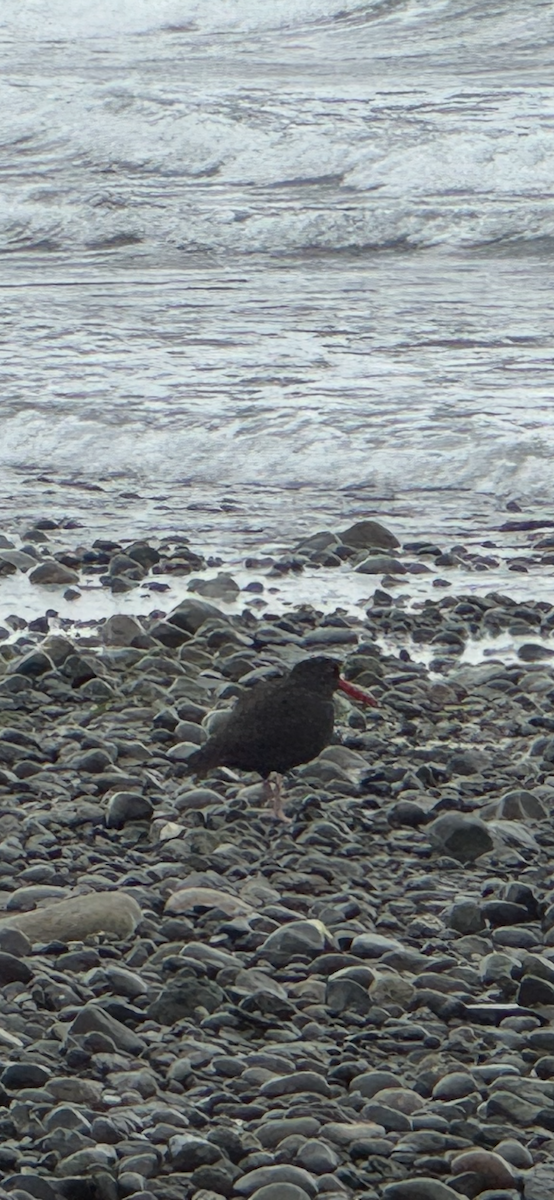 Чёрный кулик-сорока - ML646417865