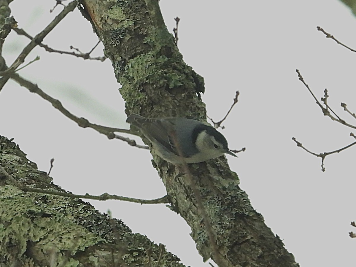 White-breasted Nuthatch - ML646417867