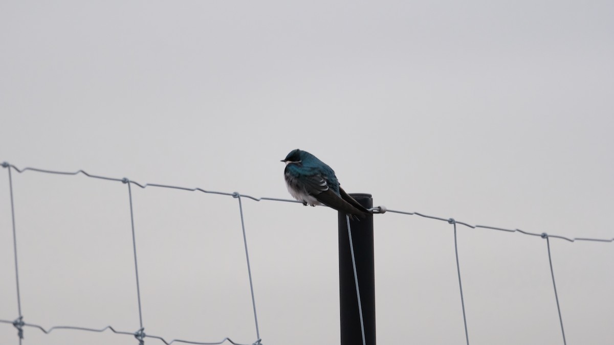 Древесная ласточка - ML646417870