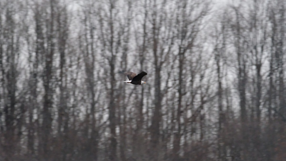 Белоголовый орлан - ML646417872