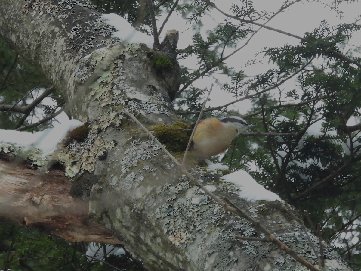 Red-breasted Nuthatch - ML646417874