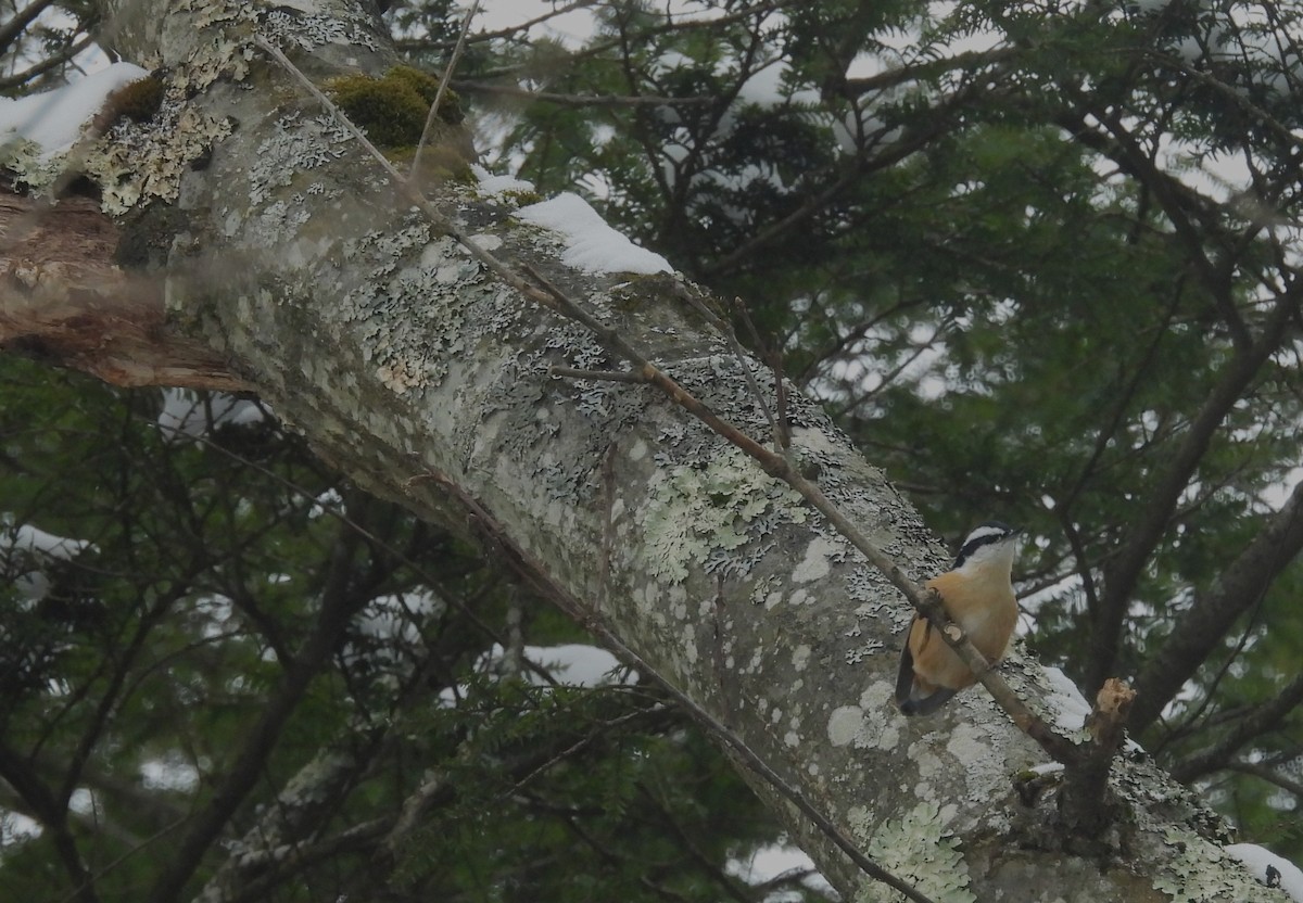 Red-breasted Nuthatch - ML646417875