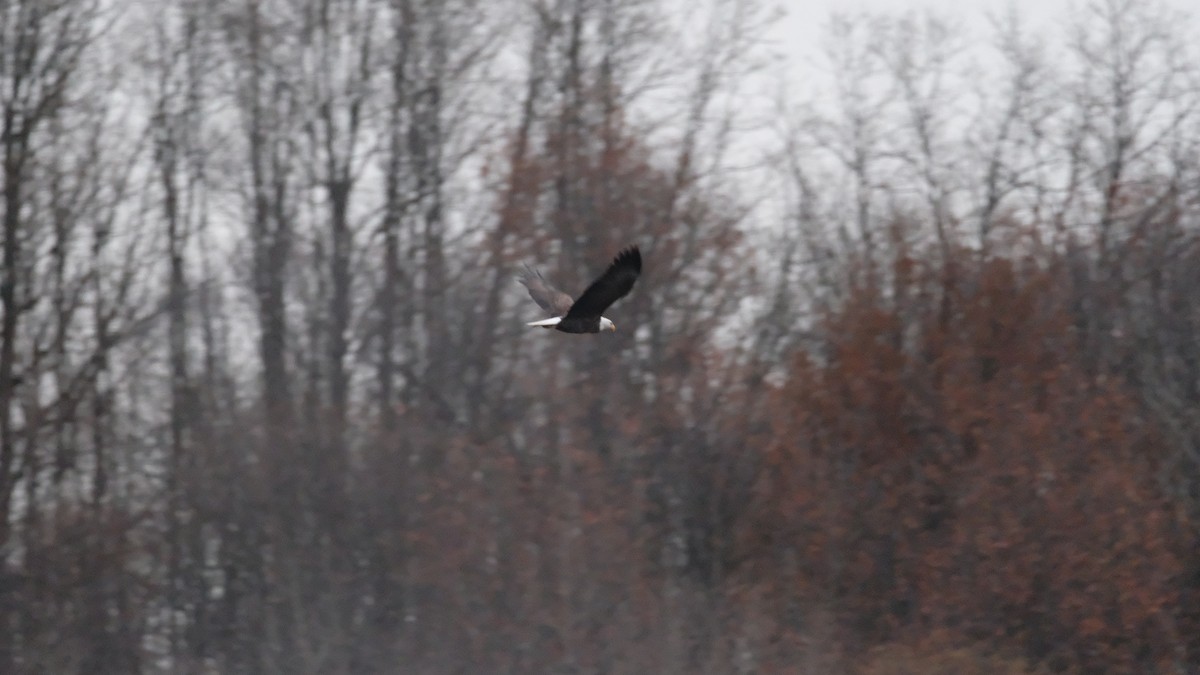 Белоголовый орлан - ML646417877