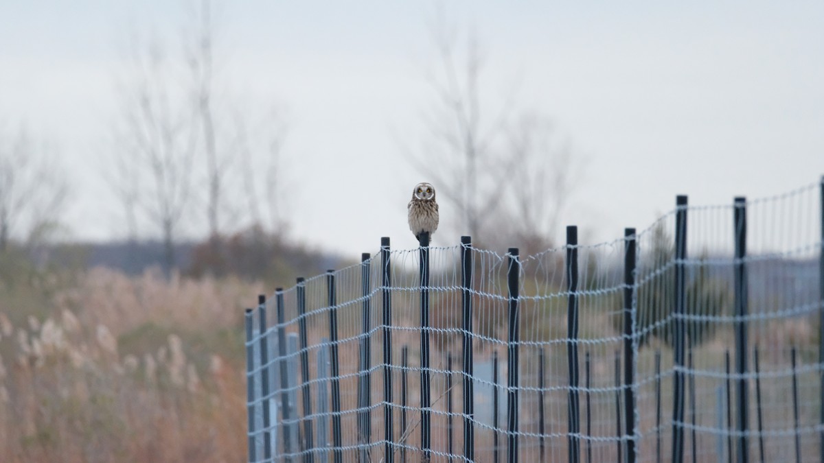 Болотная сова - ML646417879