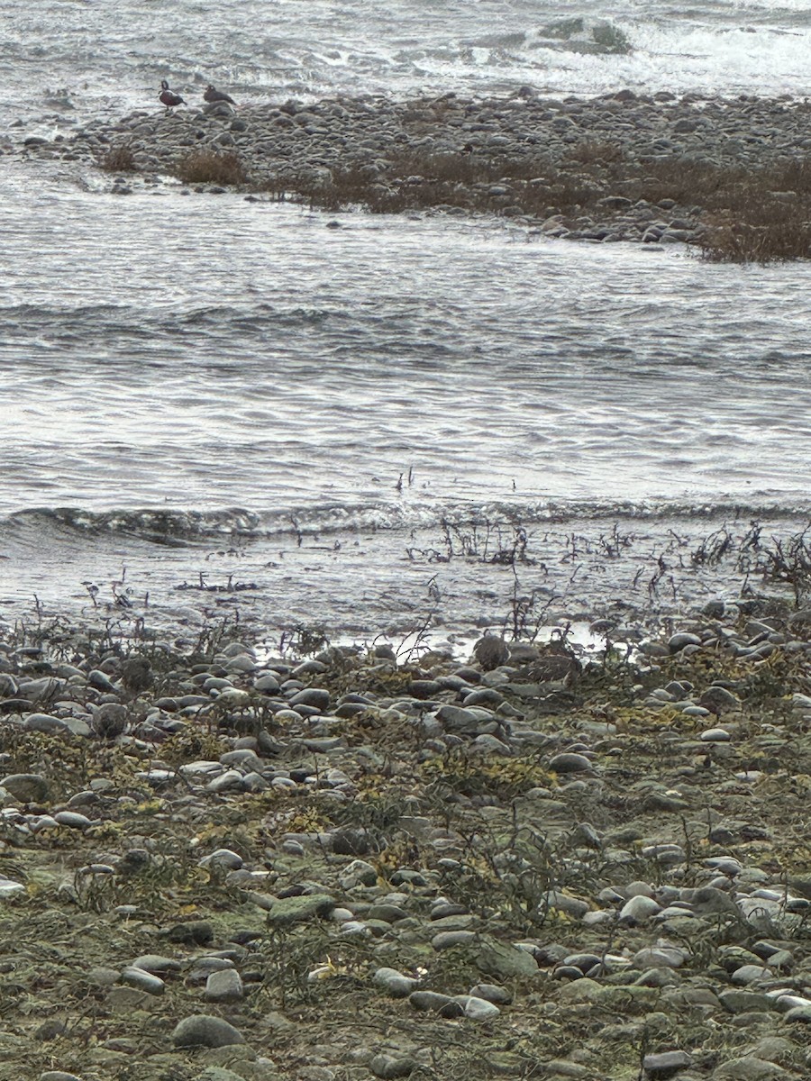 Чёрная камнешарка - ML646417880