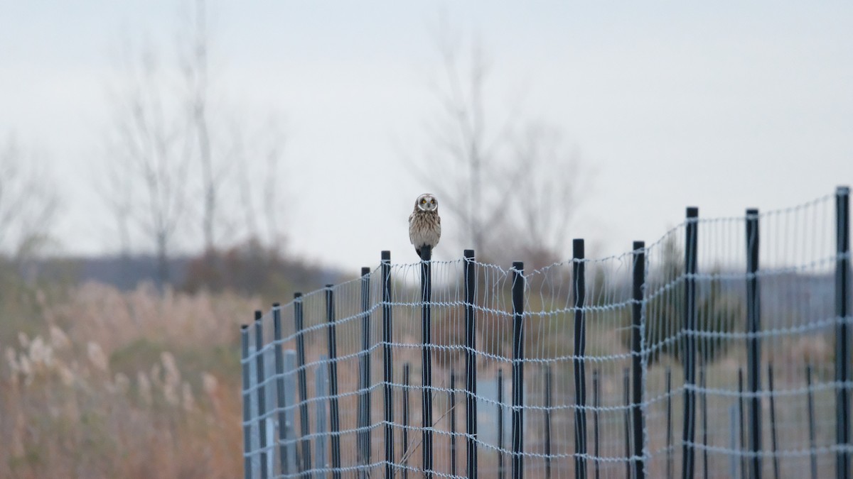 Болотная сова - ML646417883