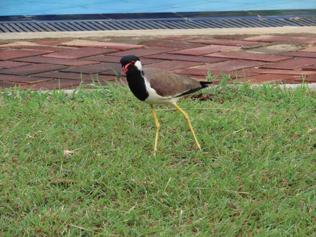 קיווית אדומת-משקפיים - ML646417890