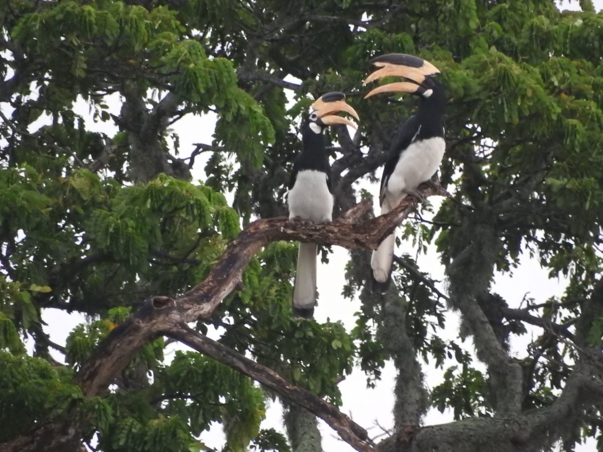 Malabar Pied-Hornbill - ML646417892