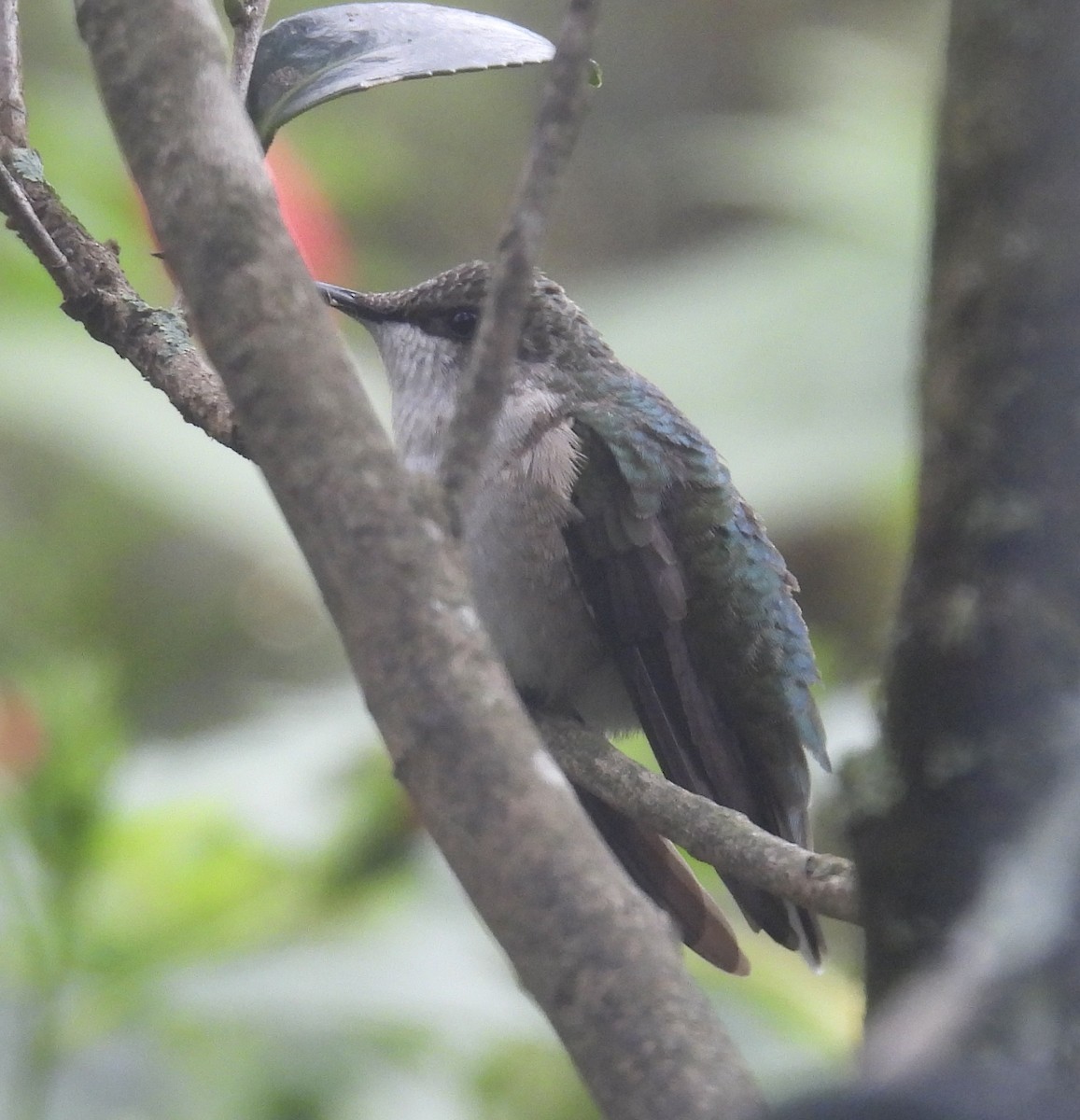 Ruby-throated Hummingbird - ML646417897