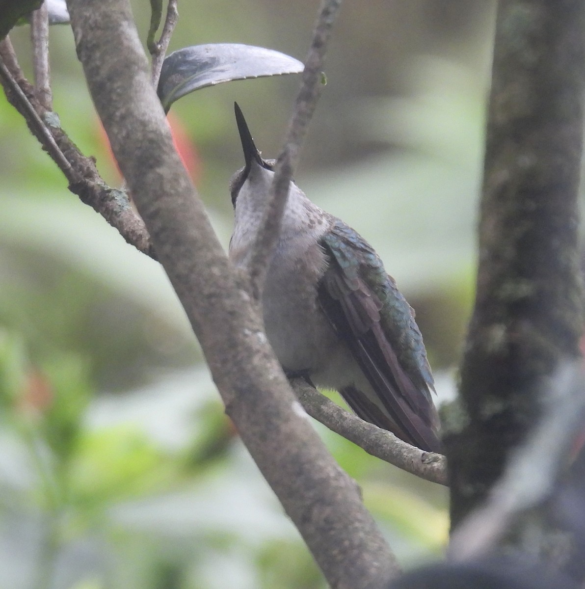 Ruby-throated Hummingbird - ML646417898