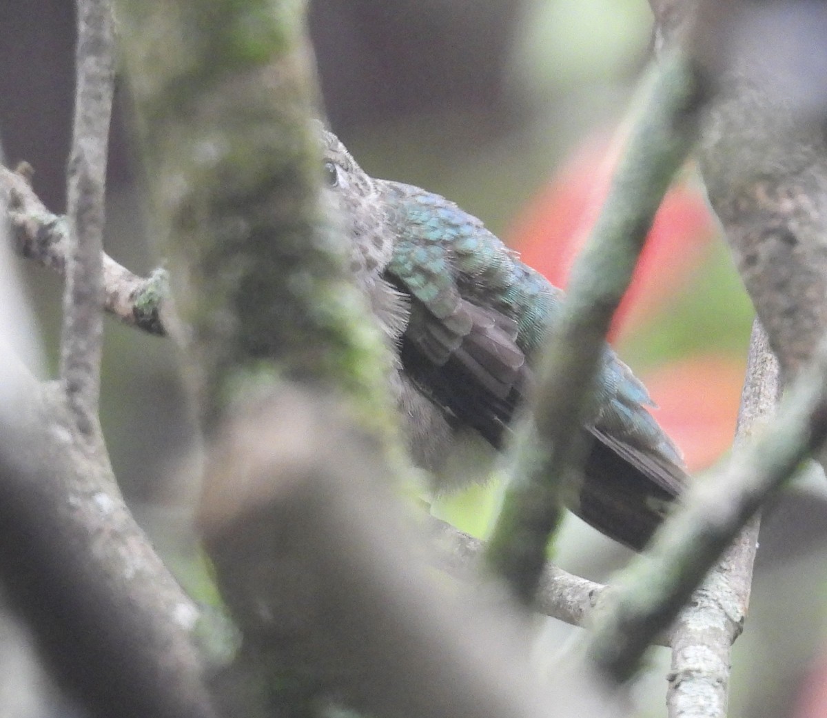 Ruby-throated Hummingbird - ML646417899