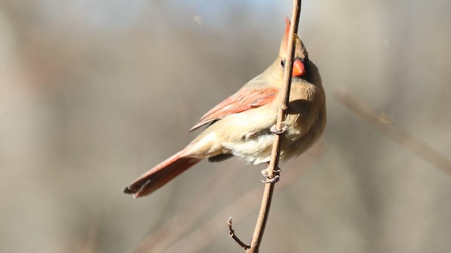 Northern Cardinal - ML646417900