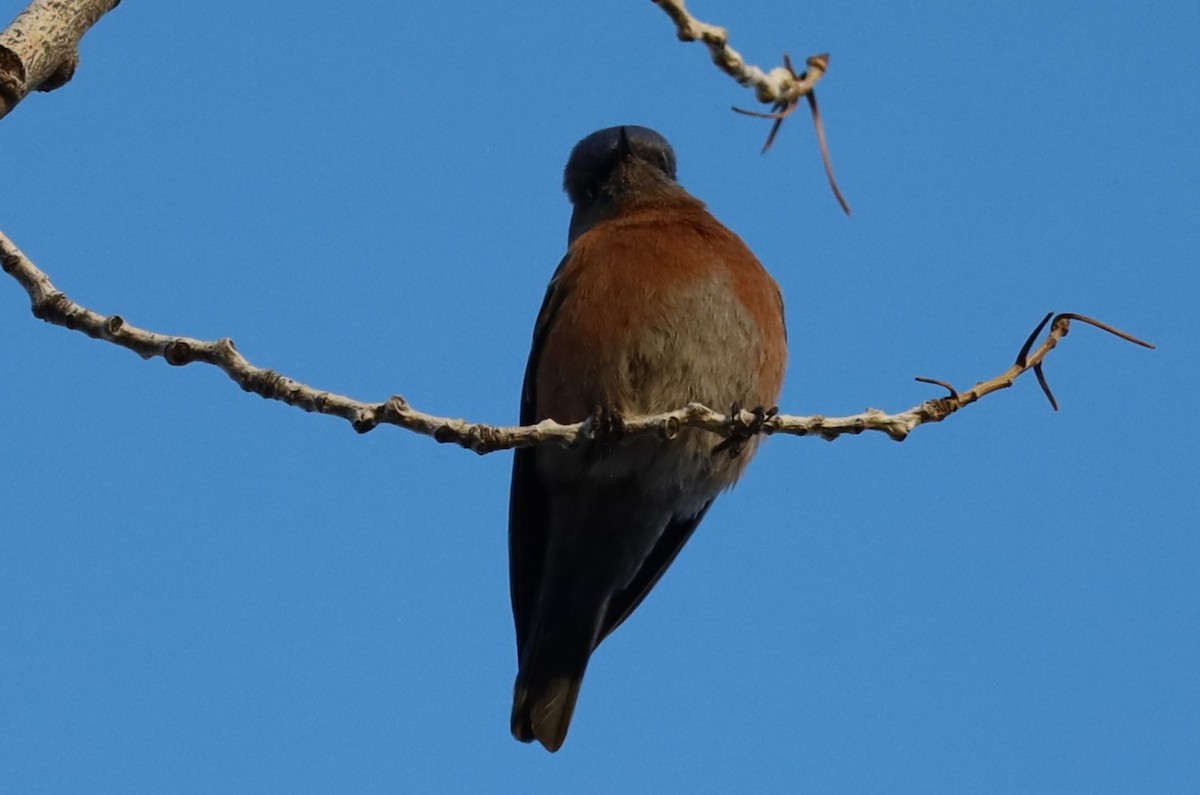 Western Bluebird - ML646417901