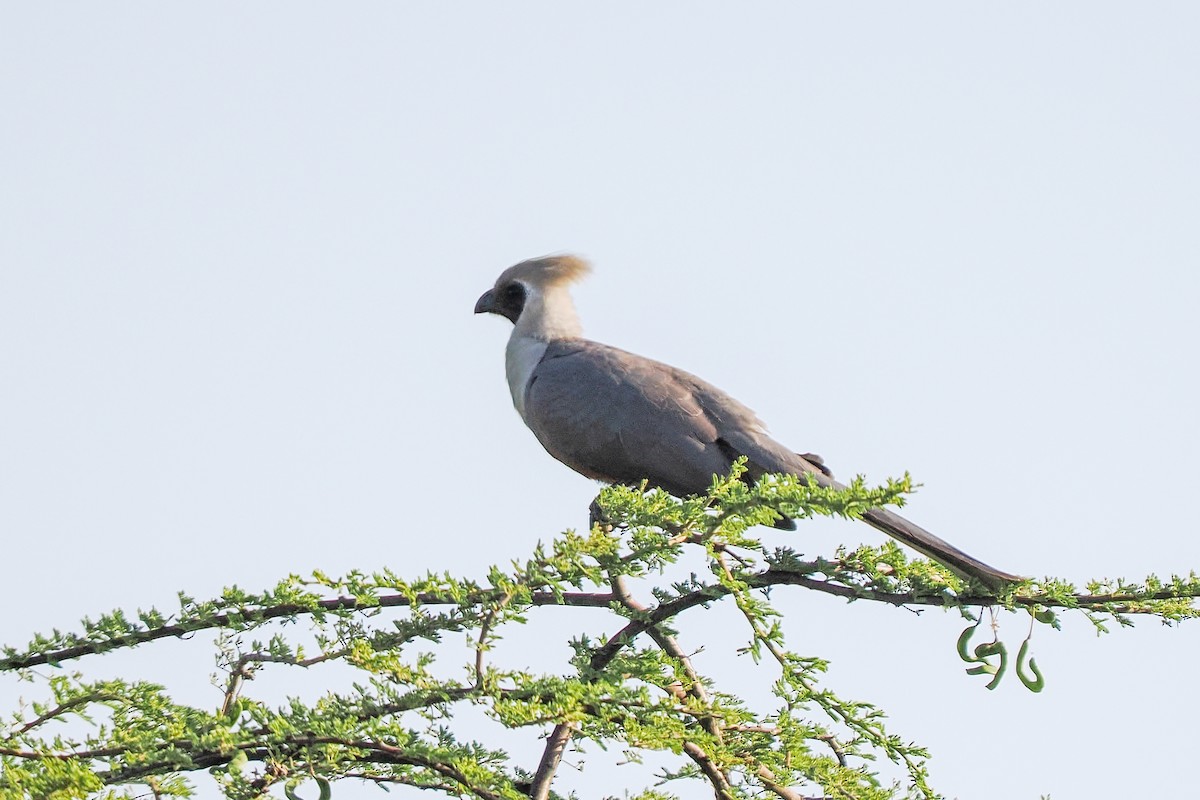 Bare-faced Go-away-bird - ML646417904