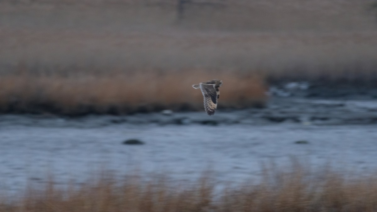 Болотная сова - ML646417907