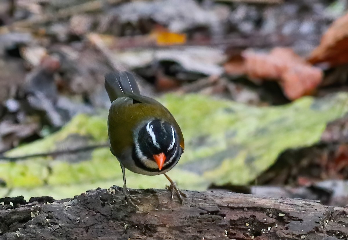 Orange-billed Sparrow - ML646417908