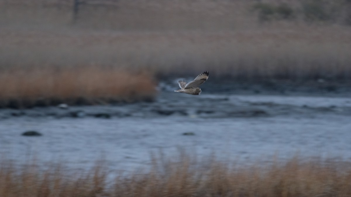 Болотная сова - ML646417909