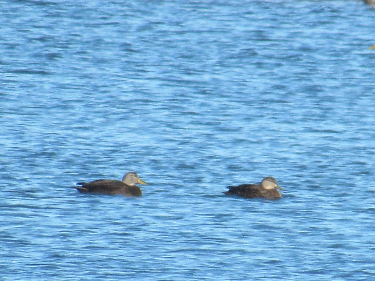 Canard noir - ML646417911