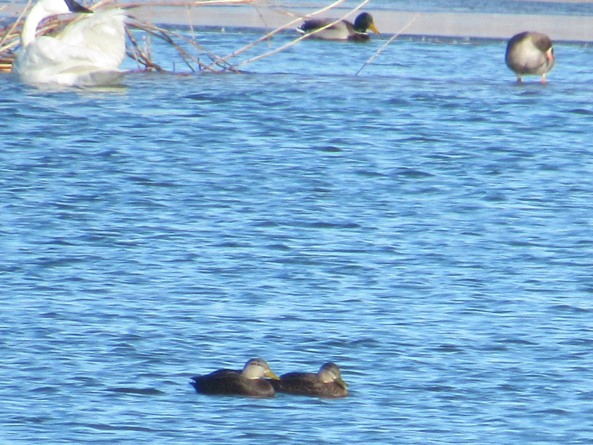 Canard noir - ML646417912