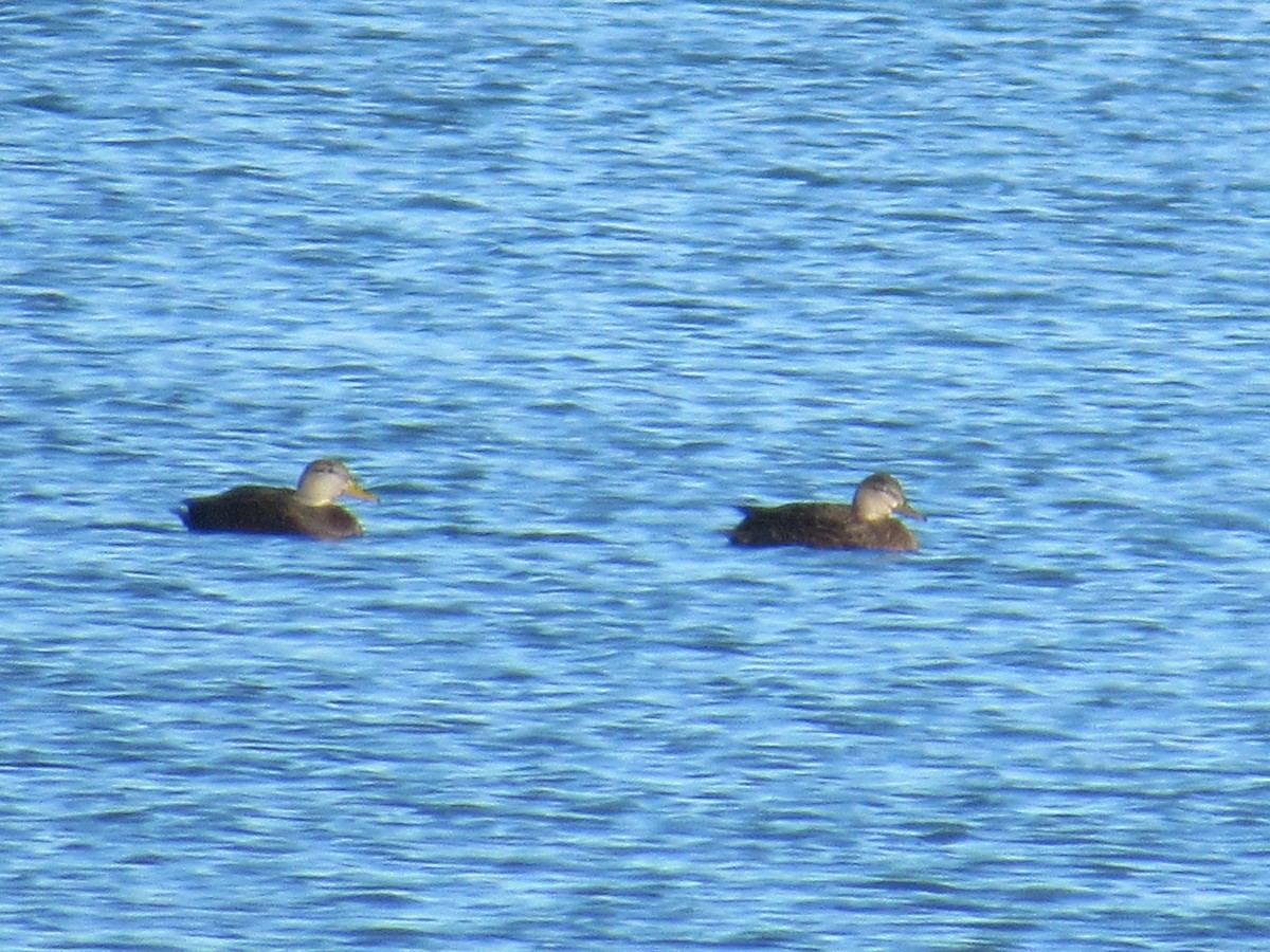 Canard noir - ML646417914