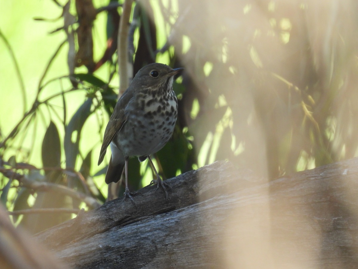 Hermit Thrush - ML646417915