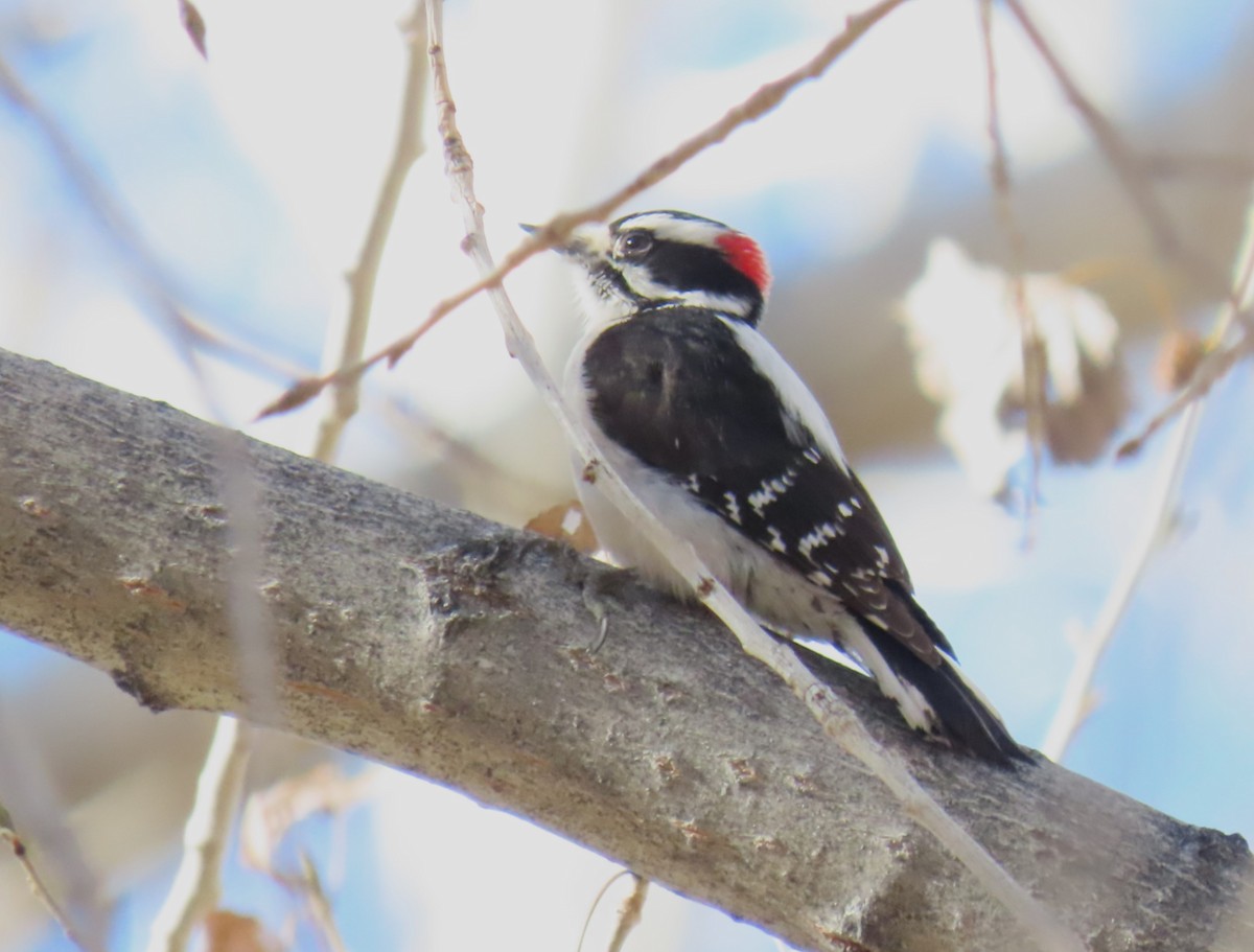 Downy Woodpecker - ML646417916