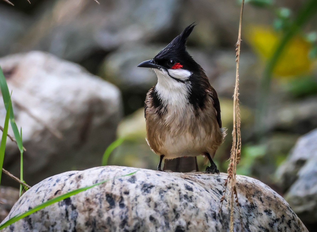 紅耳鵯 - ML646417917