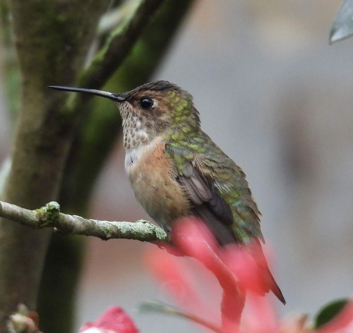 Rufous/Allen's Hummingbird - ML646417918