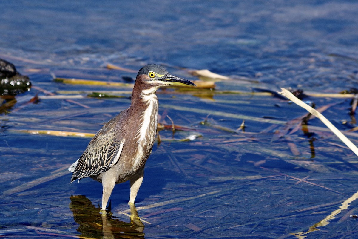 Green Heron - ML646417920