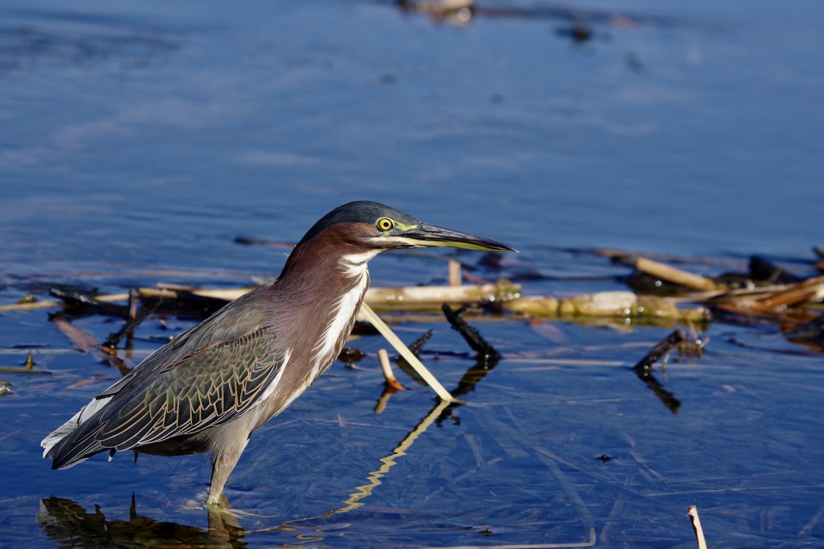 Green Heron - ML646417921
