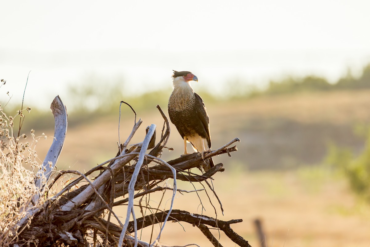 karančo jižní - ML646417922