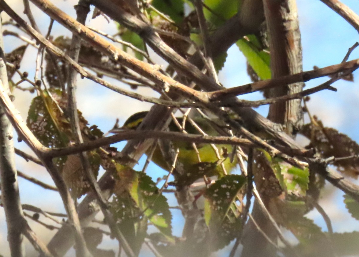 Kentucky Warbler - ML646417923