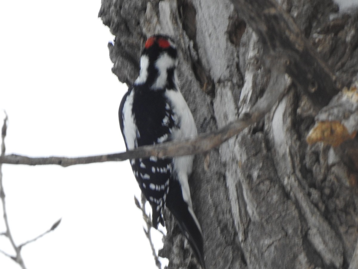 Hairy Woodpecker - ML646417924