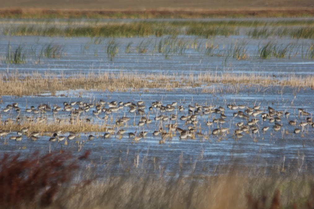 Неголь довгодзьобий - ML646417925