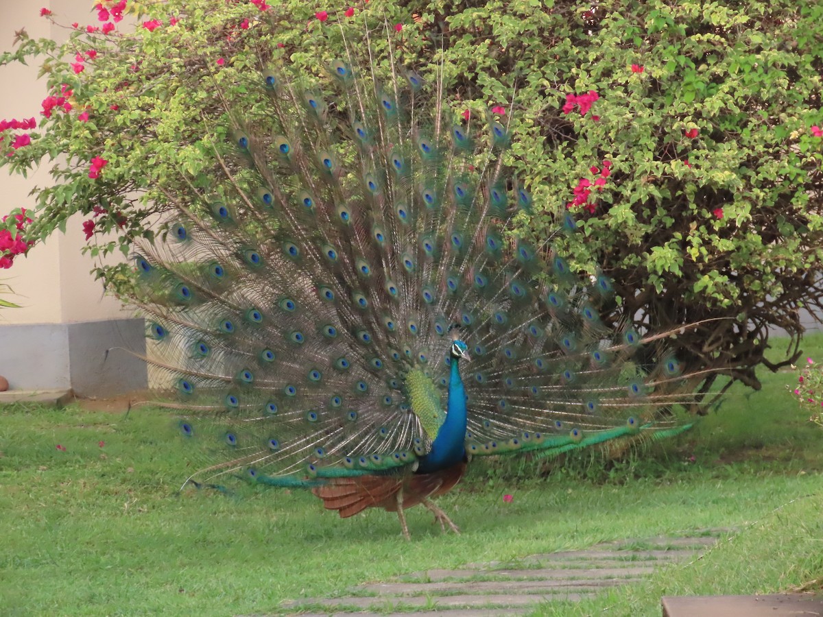 טווס הודי - ML646417926
