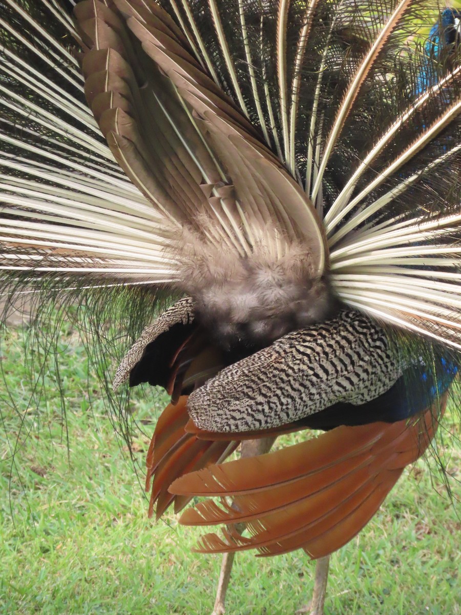 טווס הודי - ML646417927