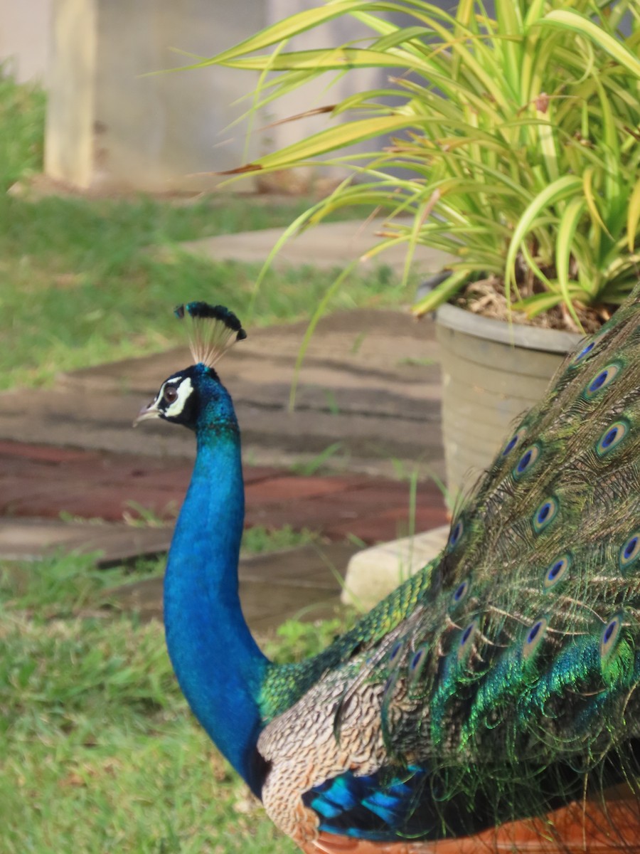 טווס הודי - ML646417928