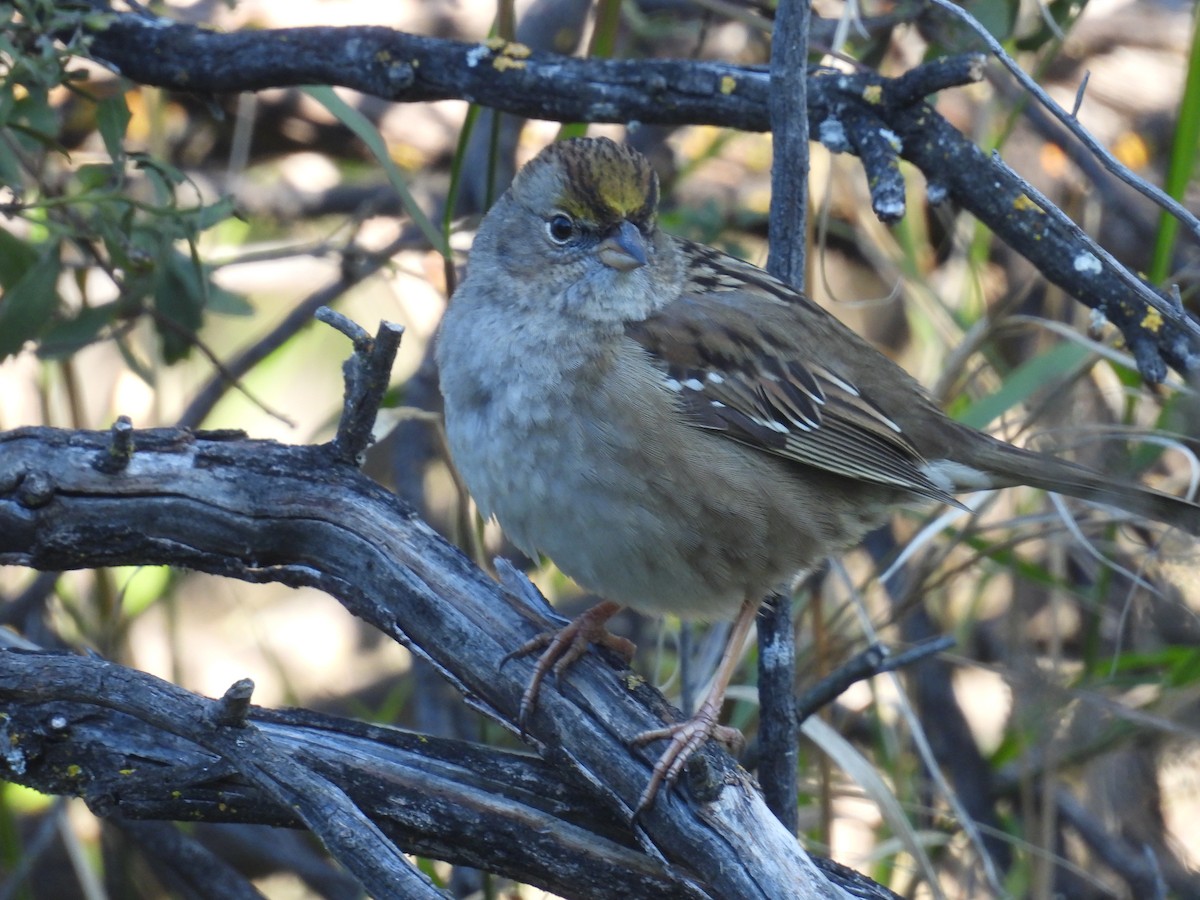 Golden-crowned Sparrow - ML646417930