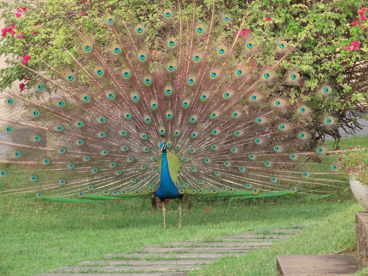 Pavo Real Común - ML646417931